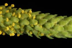 Salix gooddingii. Male flower bracts.
 Image: D. Glenny © Landcare Research 2020 CC BY 4.0